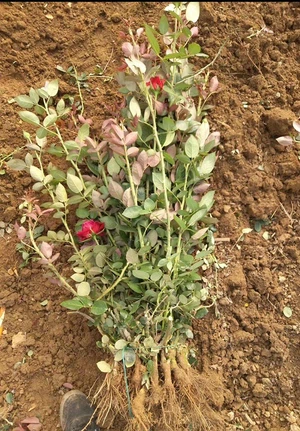 healthy rose seedlings healthy rose seedlings
