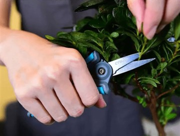 لماذا أطلقنا المقص الجديد والأكبر