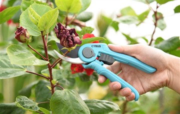 الايجابيات من السلطة وأداة قطع اليد