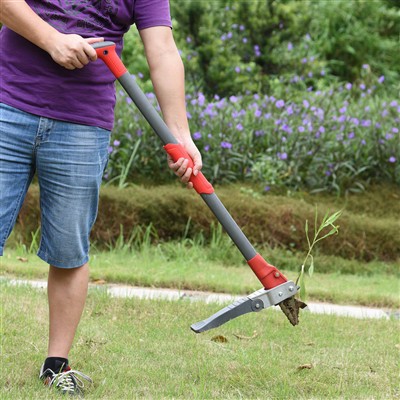 قف في الأعشاب الضارة من أجل الأعشاب الضارة