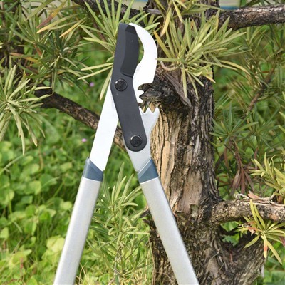 أفضل أدوات تقليم الفروع هي تجاوز القطع