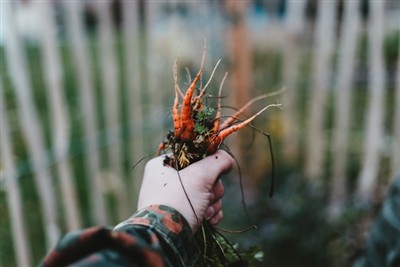 إتقان فن إزالة الأعشاب الضارة: دليل لاستخدام أداة إزالة الأعشاب الضارة في حديقتك